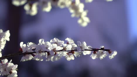 Cherry-blossom-tree-branch-on-blurred-background
