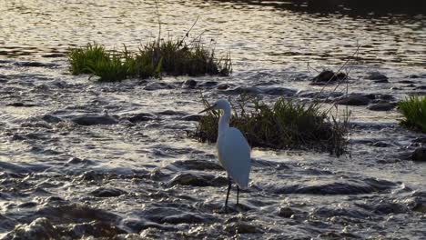 White-egret-heron-bird-crane-hunting-in-fast-flowing-shallow-water-on-sunset