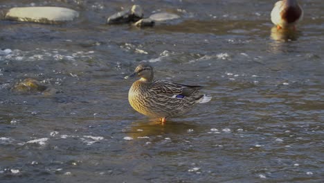 Spotbill-Duck-Having-a-Rest-on-river