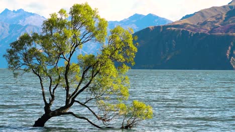 #thatwanakatree-In-Lake-Wanaka,-Neuseeland.-Nahaufnahme
