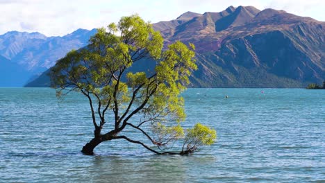 Neuseelands-Berühmter-Wanaka-Baum,-Der-Im-Sommer-Von-Wasser-Umgeben-Ist