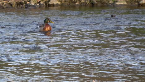 Wild-duck-takes-off-from-the-river-water-surface