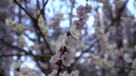 Beautiful-cherry-blossom-close-up-on-blurred-background