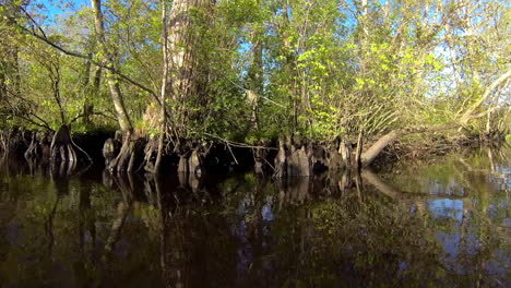 Boat-mounted-3-4-angle-trucking-shot-passes-small-island-of-trees-and-cypress-knees-with-sunlight-reflecting-off-water-and-casting-ripples-on-trees.