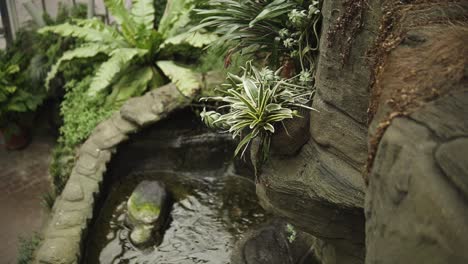 Beatiful-green-plant-growing-on-the-edge-of-the-rock-surrounded-by-water-in-green-house-slowmotion
