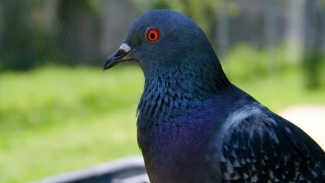CLOSE-UP-Rock-Pigeon-With-Bright-Red-Eyes