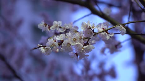 Kirschblütennahaufnahme-Auf-Unscharfem-Hintergrund