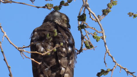 Closer-Look-Of-A-Hawk-Bird-Sitting-On-The-Branch-Of-A-Tree-In-A-Nature-Park-In-Mojave,-California-Under-The-Bright-Blue-Sky---Closeup-Shot
