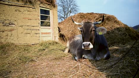 Braune-Kuh,-Die-Auf-Dem-Gras-Am-Bauernhof-Sitzt