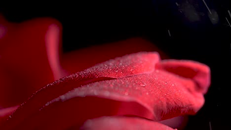 Macro-shot-of-rose-petals-as-dew-forms-from-a-light-mist-of-rain