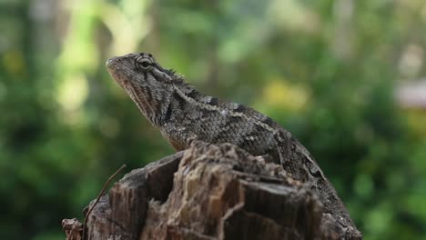 Female-oriental-garden-lizard-moving-from-cut-down-tree-in-the-tropical-country-Sri-Lanka