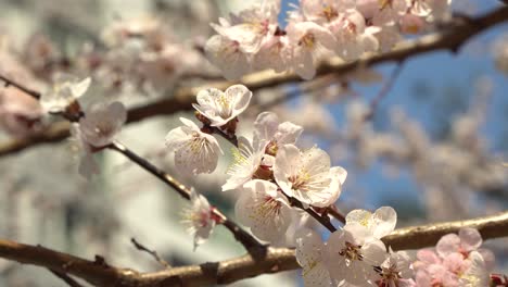 Weiße-Aprikosenkirschblütenblumen