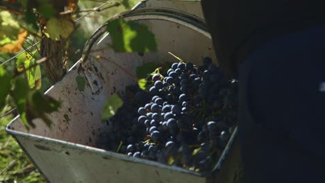 Vineyard:-Worker-picking-wine-grapes-and-putting-in-basket-during-harvest