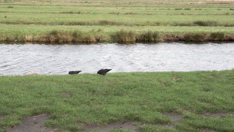 Ein-Paar-Schwarze-Vögel,-Die-Am-Grasbewachsenen-Flussufer-Nach-Nahrung-Suchen