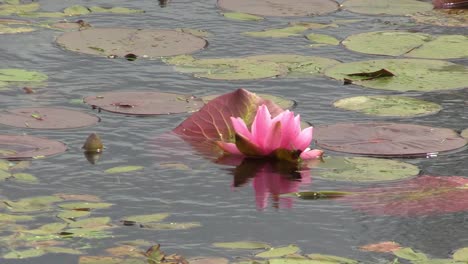Pink-Water-Lily-In-a-Windy-Pond