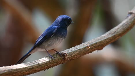 Hainan-Blue-flycatcher,-Cyornis-hainanus
