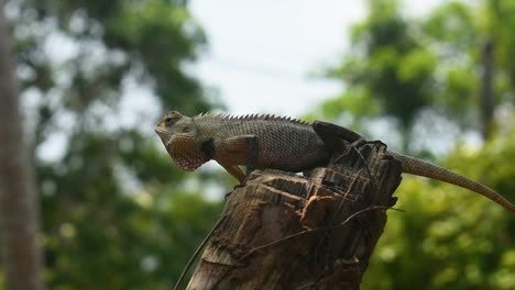 Lizard-in-a-tropical-country-on-a-cut-down-tree