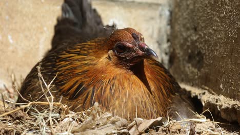 Chicken-Hen-Sitting-Still---Nesting,-Extreme-Close-Up