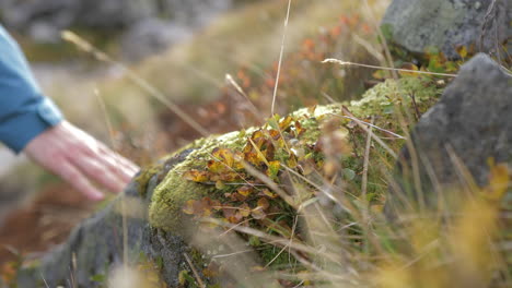 A-Woman-Gently-Touches-a-Mossy-Rock-while-out-on-a-Hike,-Close-Up-Slow-Motion