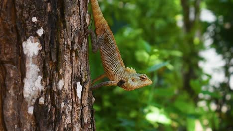 Male-oriental-garden-lizard-on-a-tree-in-the-tropical-country-Sri-Lanka