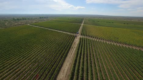 Aerial:-Grape-wine-vineyards-in-Mendoza,-Argentina