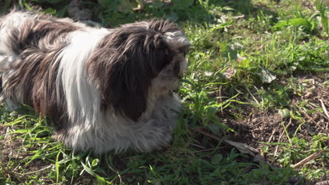 Medium-shot-of-a-Shih-Tzu-dog-chewing-on-a-small-bone,-on-a-sunny-day