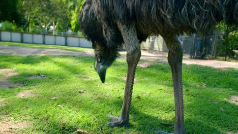 Emu-Bird-Feeding-On-The-Green-Grass-In-Lone-Pine-Koala-Sanctuary-In-Queensland,-Australia