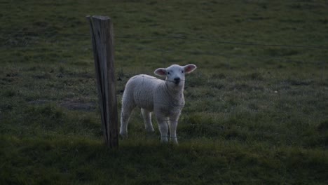 Cute-Little-Lamb-Chews-On-Garden-Fence-In-Green-Backyard,-Evening,-Slow-Motion