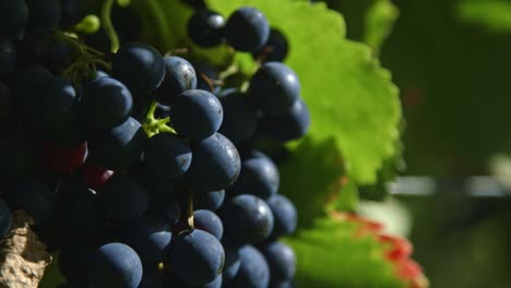 Vineyard:-Red-wine-grapes-handheld-close-up