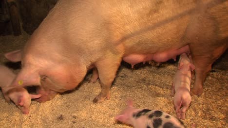 Giant-sow-and-small-spotted-baby-pigs-playing-and-feeding-in-stable,-pan-shot
