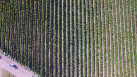 Aerial:-Overhead-shot-of-workers-harvesting-wine-grapes-in-vineyard