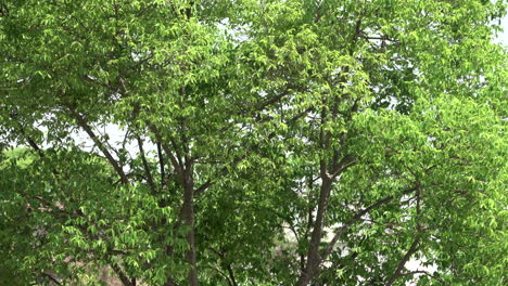 Un-árbol-Que-Sopla-En-El-Viento-En-Un-Día-Soleado-Al-Aire-Libre