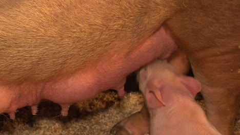 Closeup-of-hungry-young-piglet-eagerly-sucking-teat-of-mother-pig-to-get-milk