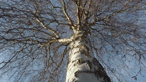 Birch-tree-trunk,-low-angle-view,-dolly-shot