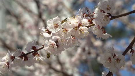 Bee-on-Apricot-blossom-branch-on-sunny-day