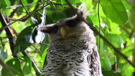 Spot-bellied-Eagle-owl,-Bubo-nipalensis