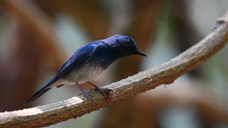 Blauer-Hainan-Fliegenschnäpper,-Cyornis-Hainanus