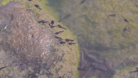 Closeup-Scenery-Of-The-Tadpoles-Swimming-In-A-Pond-In-Tokyo,-Japan---Closeup-Shot