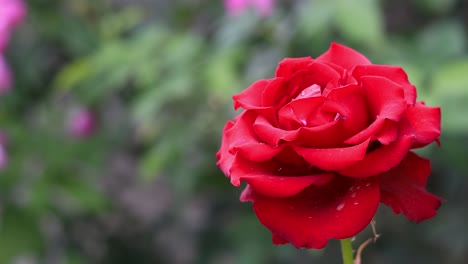 Closeup-Scenery-Of-A-Beautiful-Red-Rose-With-Green-Trees-In-The-Background---Closeup-Shot