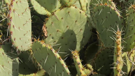 El-Cactus-Puntiagudo-Crece-En-El-Suelo-Arenoso-En-Arizona