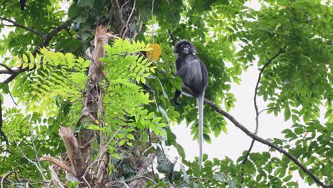 Dusky-Leaf-Monkey,-Trachypithecus-obscurus,-an-individual-sitting-on-diagonally-placed-fallen-small-tree-in-the-afternoon-while-looking-down-to-the-camera-in-Kaeng-Krachan-National-Park