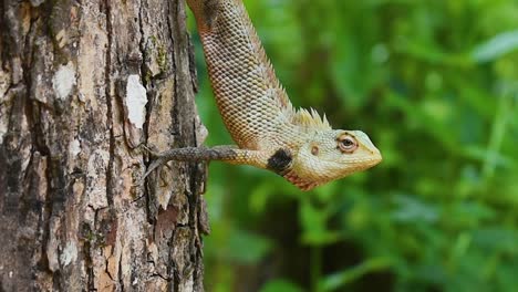 Male-oriental-garden-lizard-on-a-tree-in-the-tropical-country-Sri-Lanka
