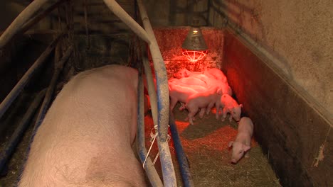 Giant-swine-taking-care-of-small-baby-pigs-inside-barn-under-infrared-heat-lamp