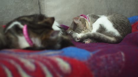 Kitties-sleeping-on-the-couch