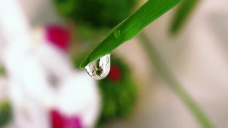 Extreme-close-up-shot-of-water-droplet-falling-off-tip-of-green-stem