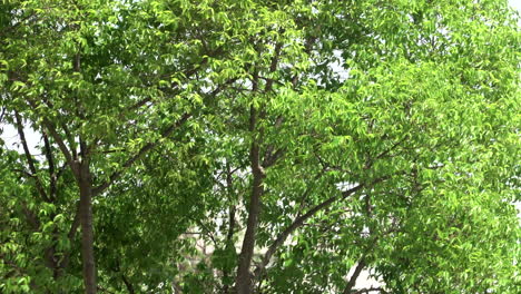 Un-árbol-Que-Sopla-En-El-Viento-En-Un-Día-Soleado-Al-Aire-Libre