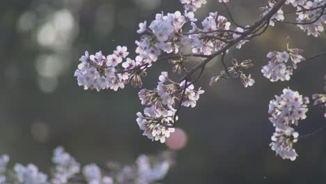 El-Hermoso-Paisaje-De-Las-Flores-De-Cerezo-De-Sakura-Meciéndose-En-El-Viento-En-Kyoto,-Japón---Primer-Plano