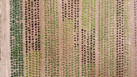 Aerial-bird's-eye-view-of-rows-of-vegetable-crops-with-a-variety-of-cabbage-and-lettuce-in-different-colors