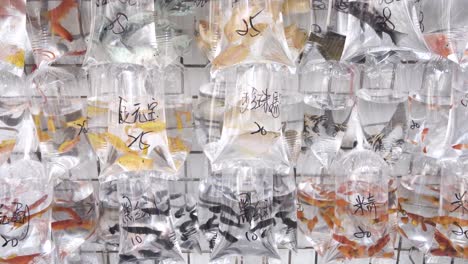 Pet-fish-on-display-for-sale-at-a-shop-street-market-in-Hong-Kong