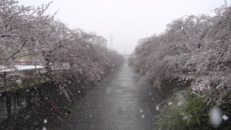 Seltene-Und-Atemberaubende-Szene-Des-Schneefalls-In-Den-Schönen-Frühlingssakura-blüten-In-Japan---Breite-Aufnahme